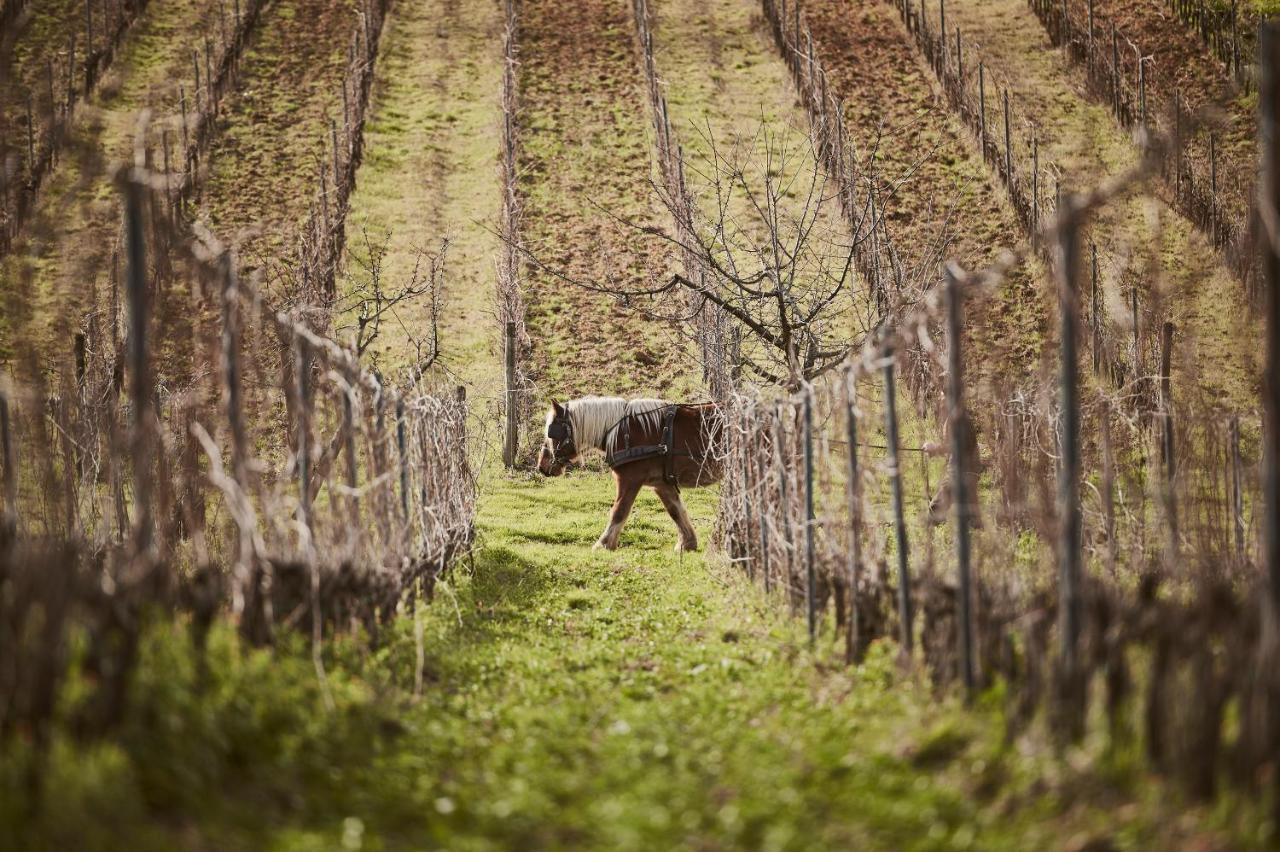 Agriturismo Gli Archi Fauglia Dış mekan fotoğraf