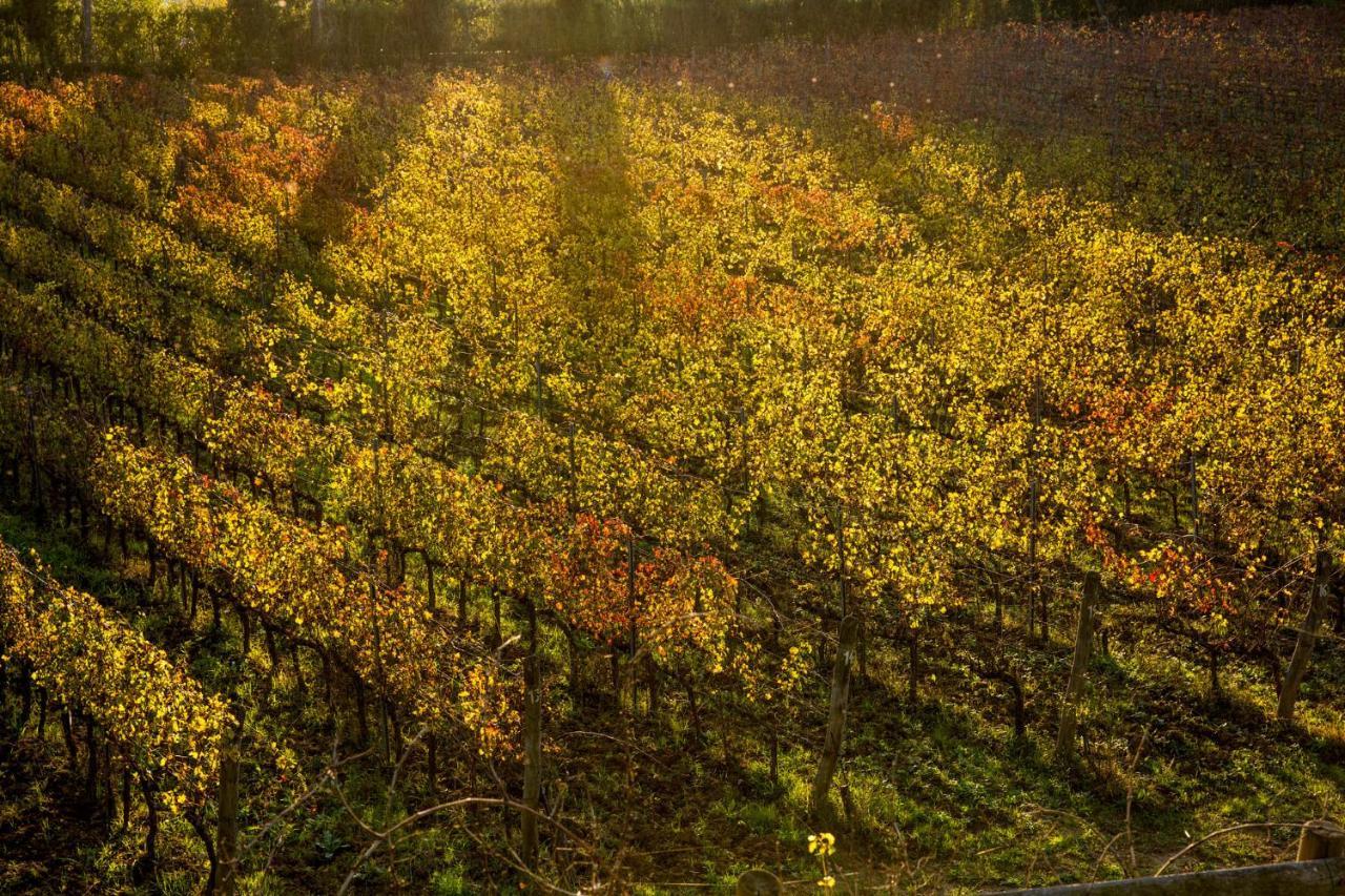 Agriturismo Gli Archi Fauglia Dış mekan fotoğraf