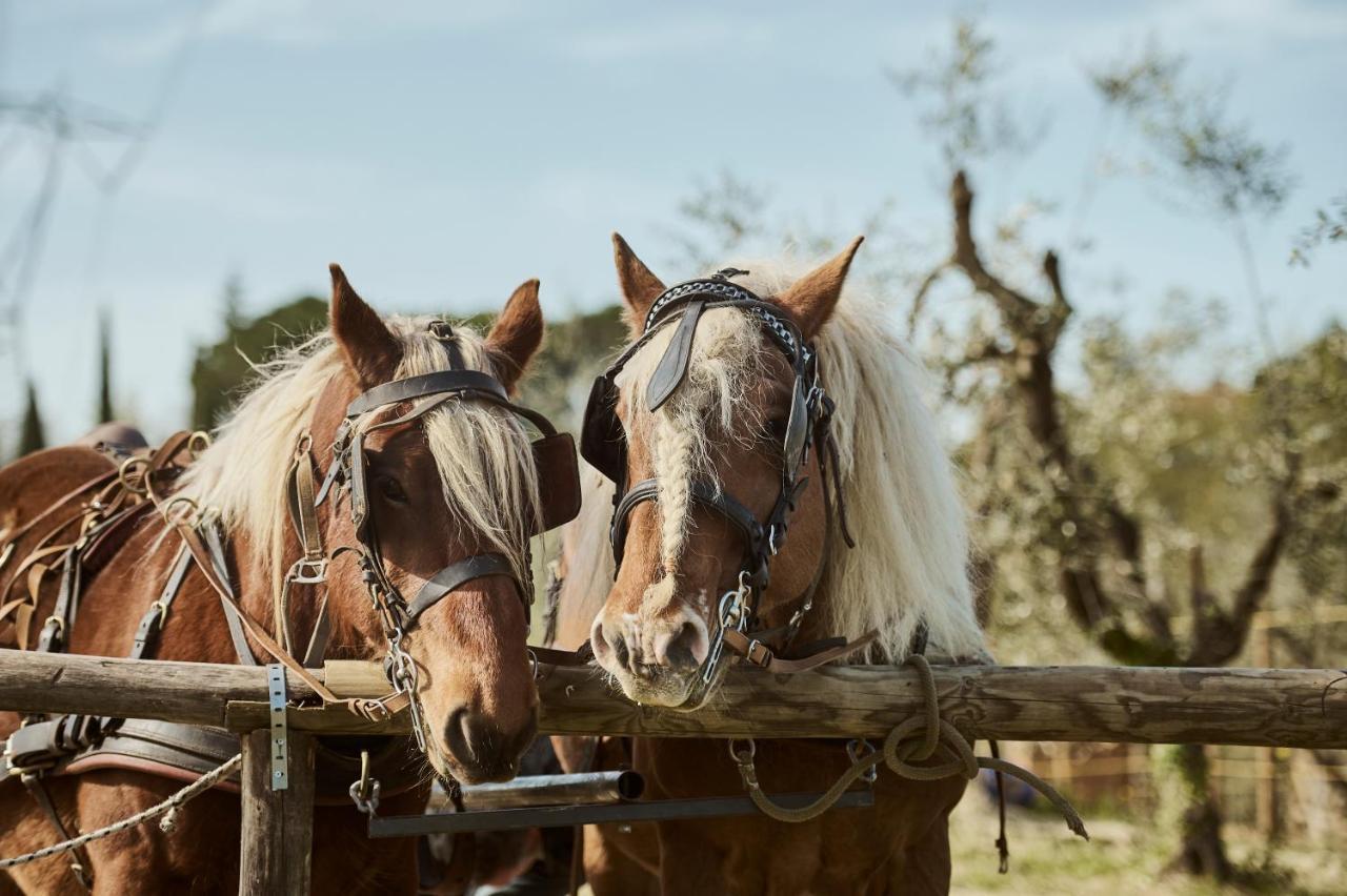 Agriturismo Gli Archi Fauglia Dış mekan fotoğraf