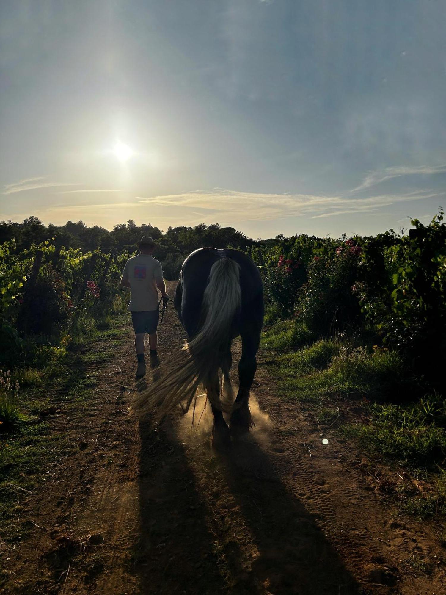 Agriturismo Gli Archi Fauglia Dış mekan fotoğraf