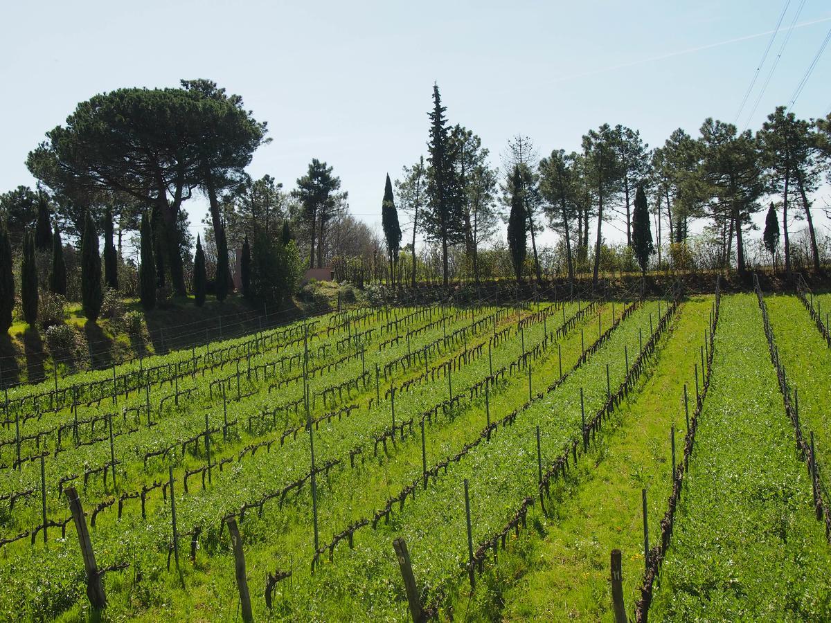 Agriturismo Gli Archi Fauglia Dış mekan fotoğraf