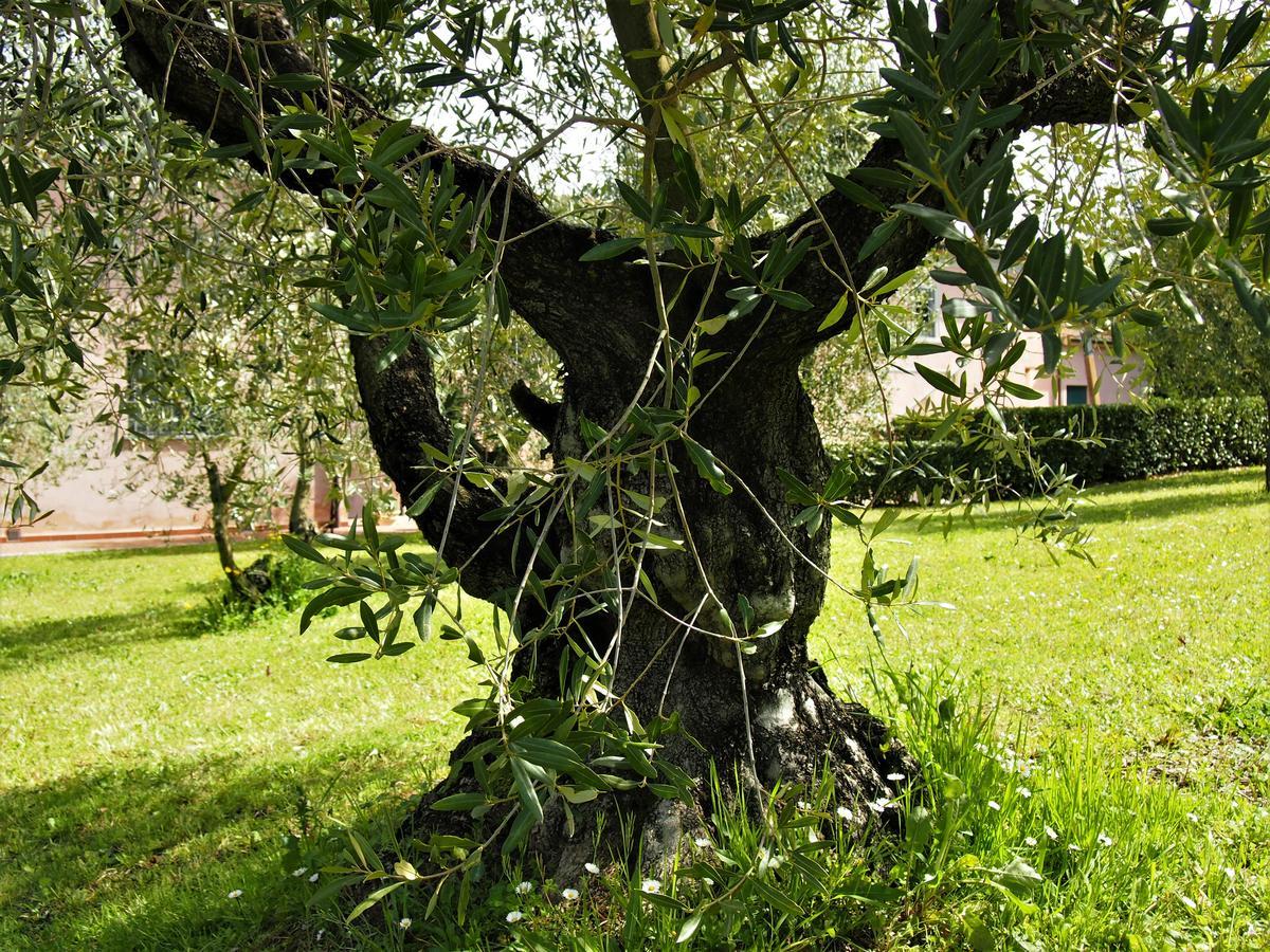 Agriturismo Gli Archi Fauglia Dış mekan fotoğraf